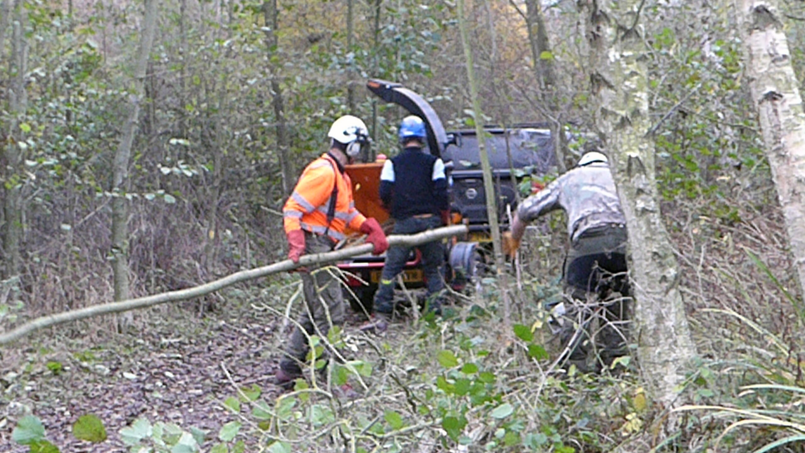 Seabrooks tree work1