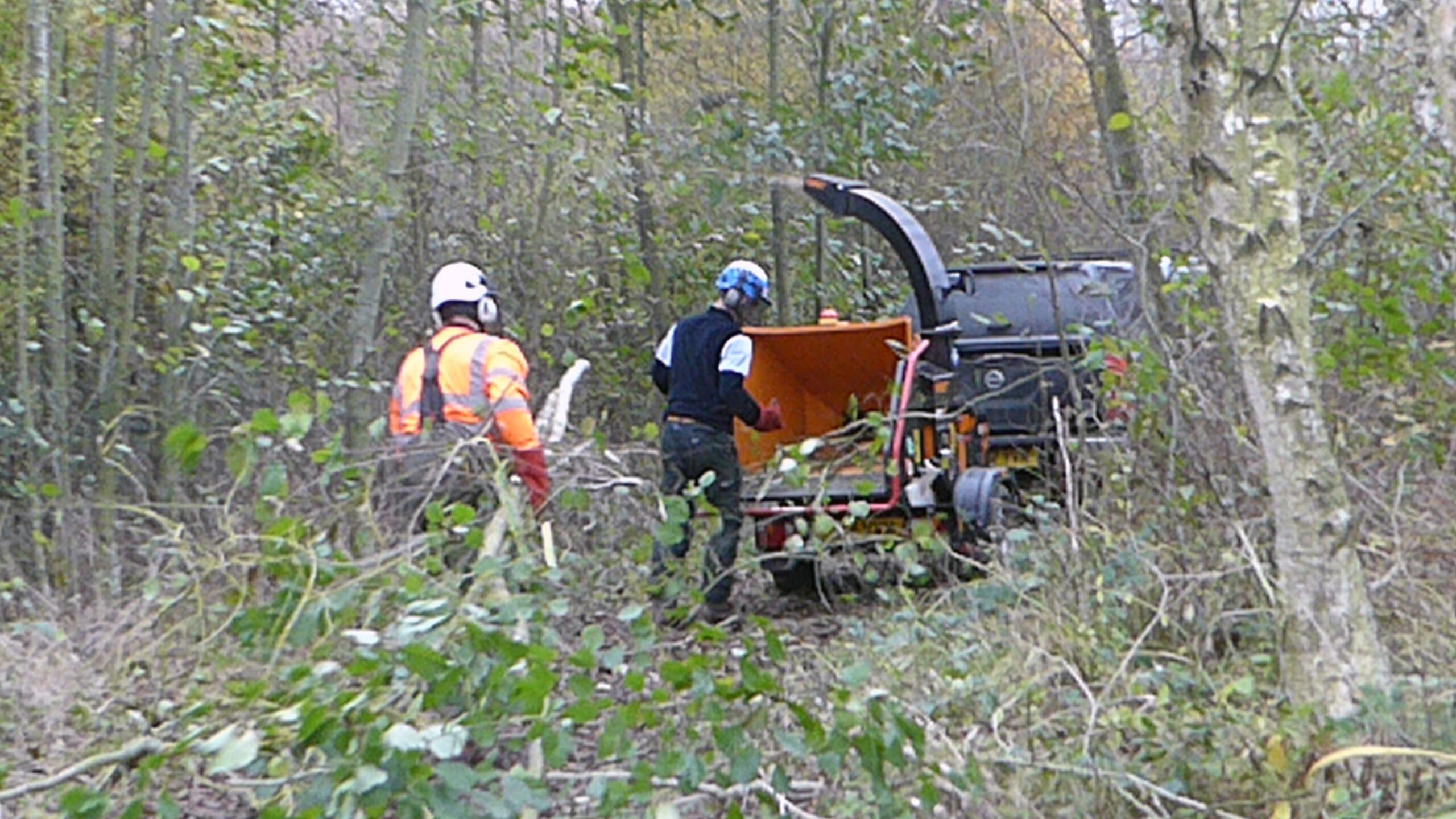 Seabrooks tree work2